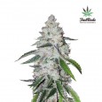 West Coast O.G. Auto - FastBuds
